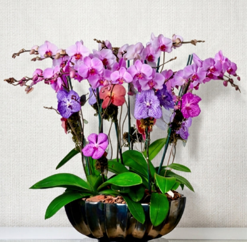 Orquídeas & Trinitate