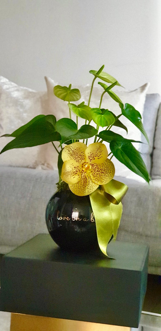 Minianthurium y orquídea