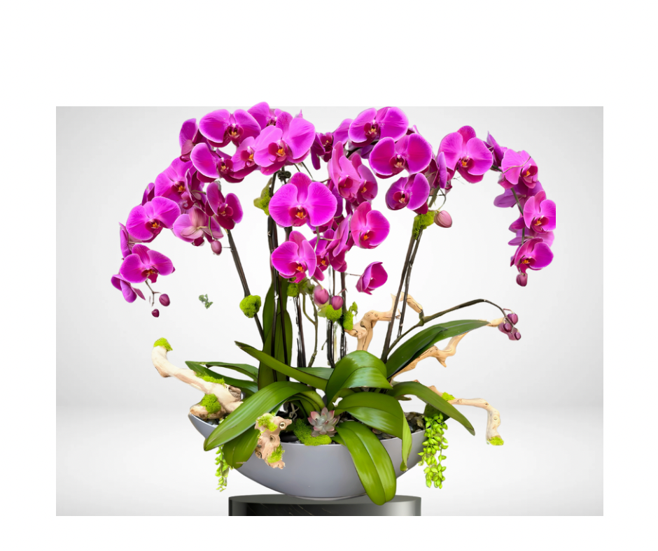 Orquideas