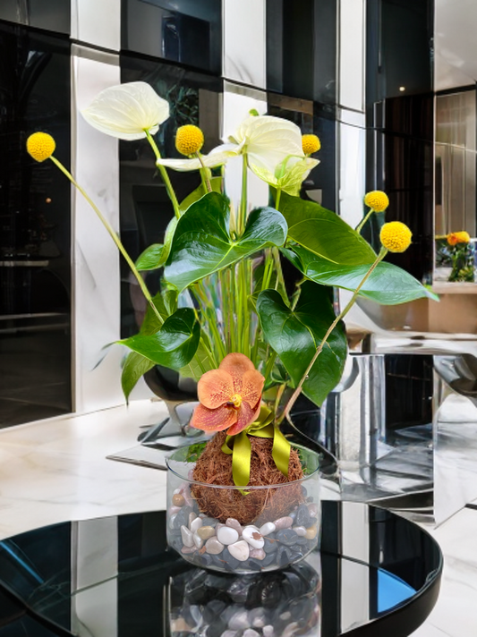 Kokedama Anthurium y orquídea