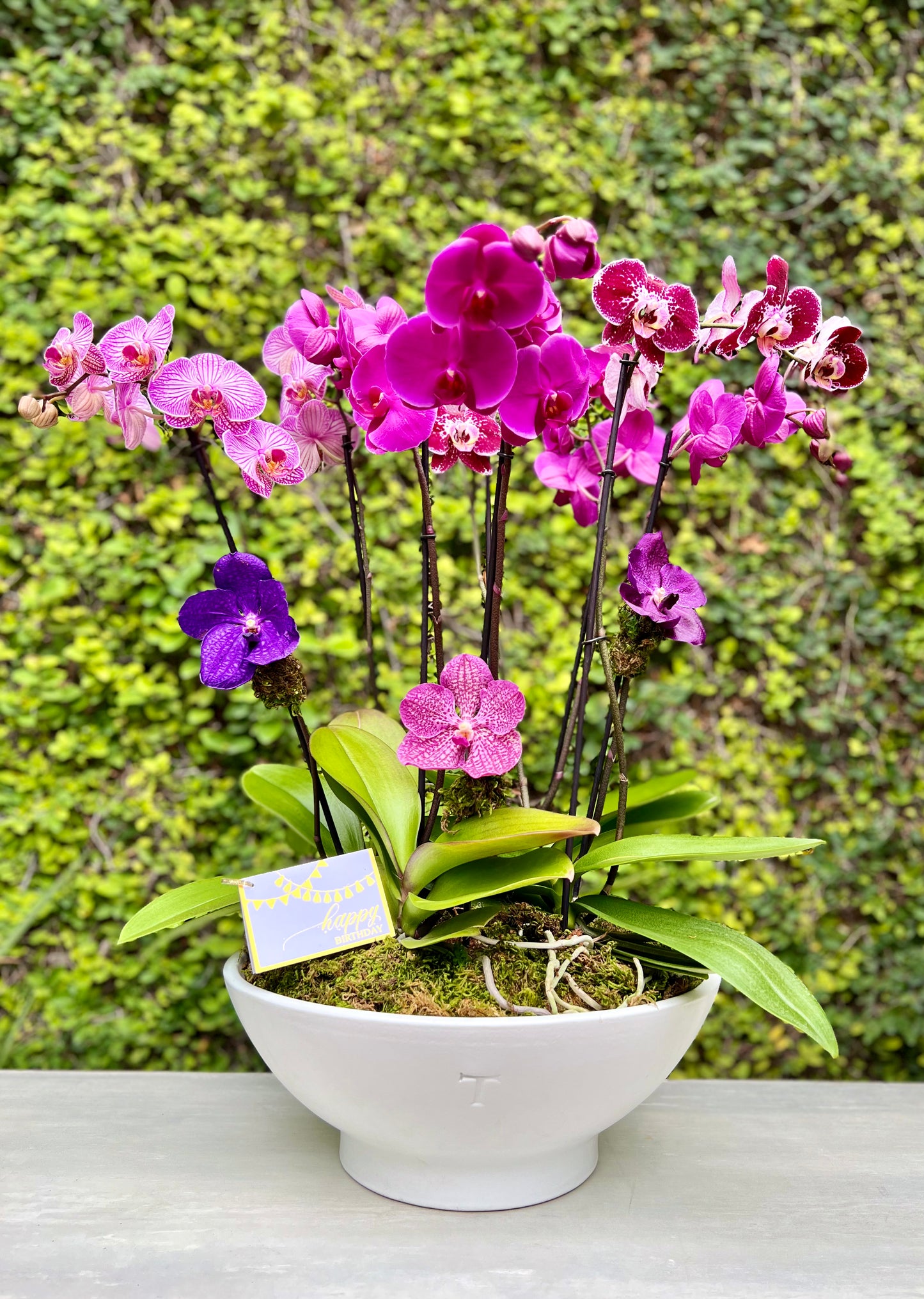Jardín de orquídeas