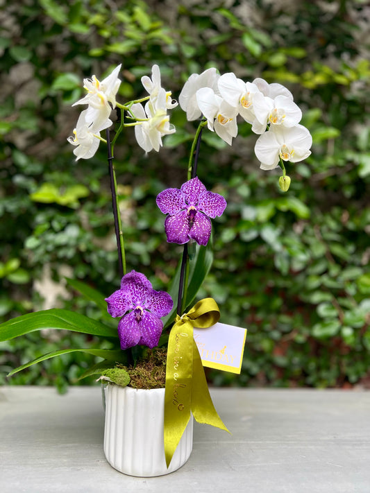 Orquídeas & Vandas