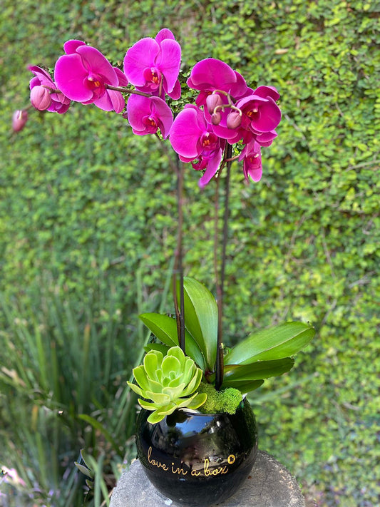 Orquídea y suculenta